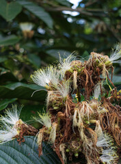 Brote de flor Syzygium Oleina de cerca - close-up