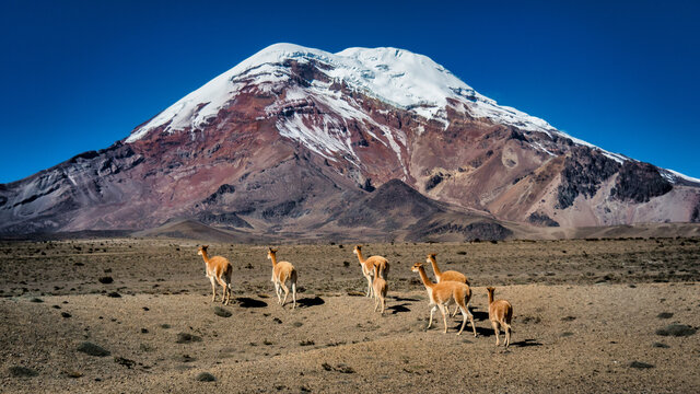 Volcán Chimborazo y las vicuñas
