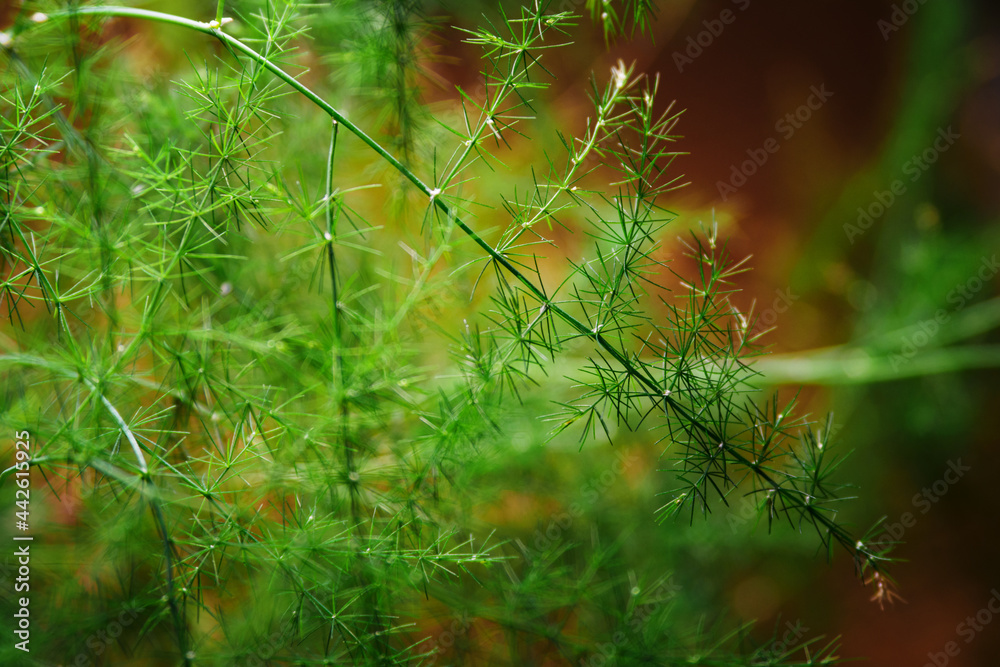 Canvas Prints tiny leaves of an asparagus plant in detail.