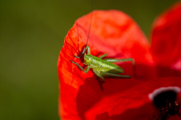 locust on a red poppy close up photo