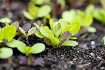 Background of fresh lettuce salad growth on the ground soil in the garden in spring season.