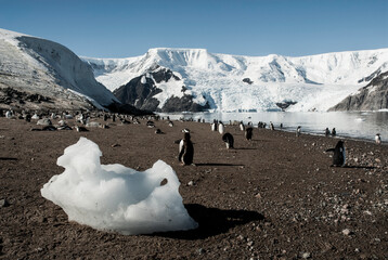  Gentoo Penguins with glacier in the background, Neko harbour,Antartica