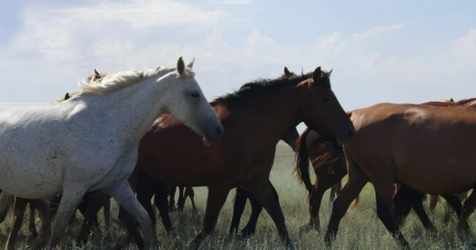 a herd of horses are galloping in the steppe. beautiful horses. shot on in red komodo - 120fps 2k