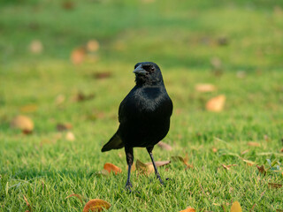 Ave negra