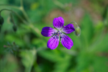 Geranium sylvaticum wood cranesbill, woodland geranium is a species of hardy flowering plant in the...