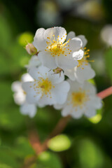 White flowers of a wild rose in detail out in nature.