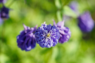 A multi-leaf ornamental eagle colored blue on a plant.