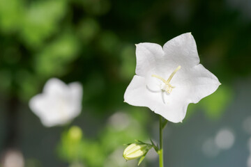 The white flower of the bell in nature. 