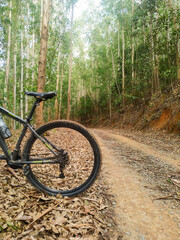 Fototapeta na wymiar bicycle path in the forest