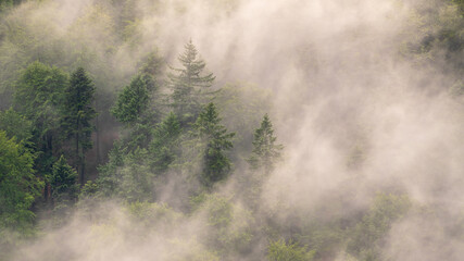 Rising fog in the forest after a shower somewhere in the German Black Forest