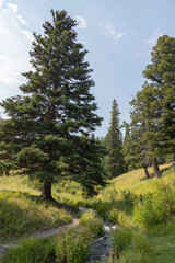 Stream and hiking trail through tall grass and large trees