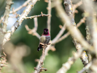 hummingbird on a branch