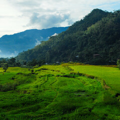 Obraz premium landscape with green grass and clouds