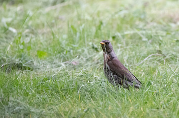 sparrow on a grass