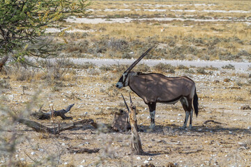 Oryxantilope, Etosha