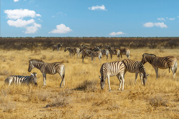 Fototapeta na wymiar Steppenzebras im Etosha Nationalpark, Namibia