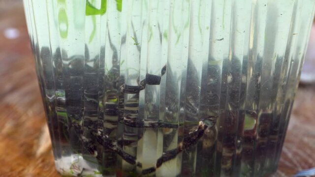 Sea crabs in a plastic box. Dark crabs. Small and large. I caught the catch. Fishing bait. Ingredient for the dish. Close-up.