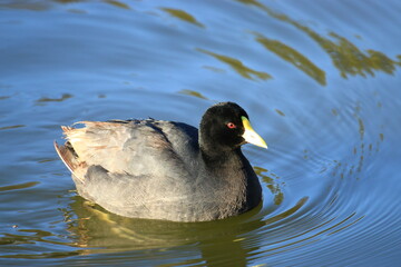 patos disfrutando del lago en el parque de la ciudad de Bahia Blanca