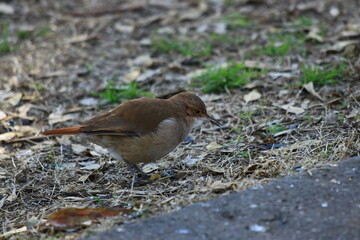 patos disfrutando del lago en el parque de la ciudad de Bahia Blanca