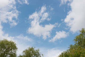 Obraz premium sky and trees