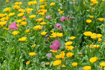 yellow orange and pink flowers in a garden