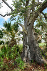 Ancient Live Oak tree after the 2020 hurricanes on a windy day in the marsh.