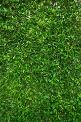 green leaves banyan tree on natural daylight background