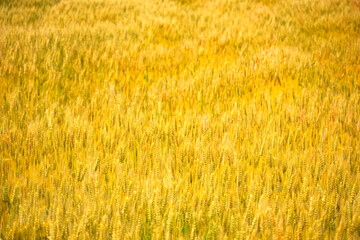 黄金色の広大な麦畑