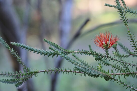 Swamp Bottlebrush (Melaleuca sparsa)  flower, South Australia