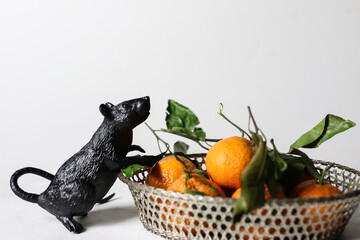 mandarins in a basket with black rat mouse against white