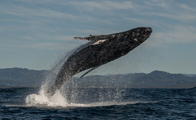 Whale watching humpback whales up close near Byron Bay, NSW on the east coast of Australia