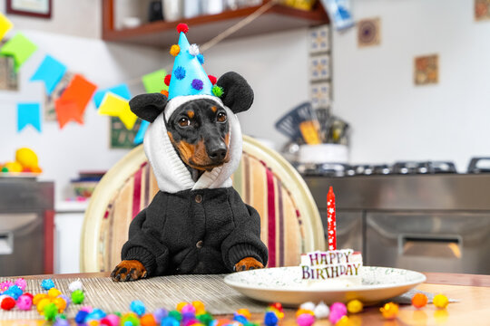 Lovely dachshund dog in funny panda costume, with hood and festive hat is sitting at the table in front of birthday cake with candle in room decorated for celebrating party.