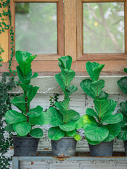 Green Fiddle fig in the black pots. Green tree outsid of the building.