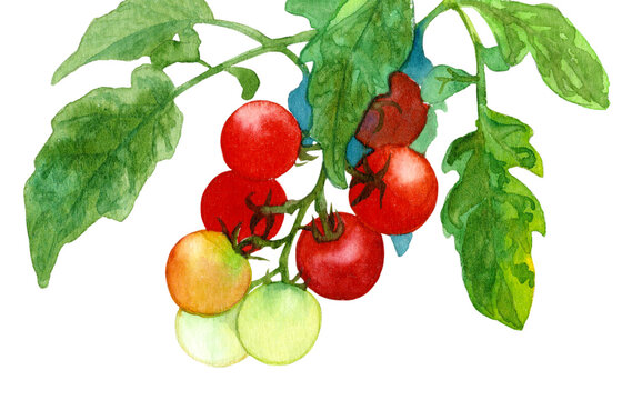 A bunch of tomatoes painted in watercolor