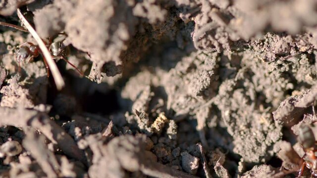 Ants are eusocial insects. Fire ants swarm.