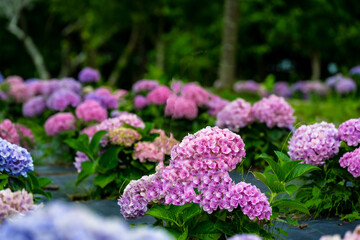 農業公園のアジサイ
