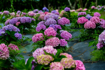 農業公園のアジサイ

