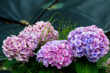 農業公園のアジサイ
