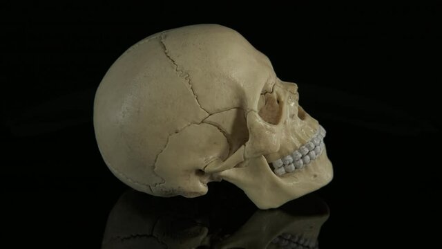 Human skull for teaching. A view of a human skull for teaching for students on the black background.