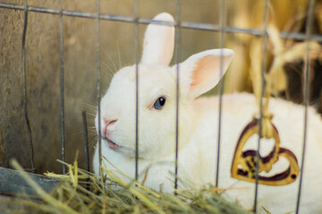 Obraz premium white rabbit in cage blue eyes