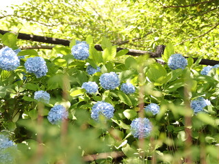 木漏れ日の中に紫陽花