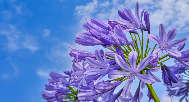 紫君子蘭images Browse 397 Stock Photos Vectors And Video Adobe Stock