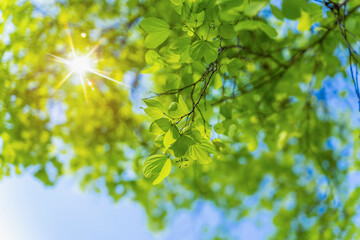 Obraz premium Nature of green leaves plants and sunbeams in forest at summer. Sunbeams Shining through green leaves, Selective focus fresh green leaves glowing in sunlight