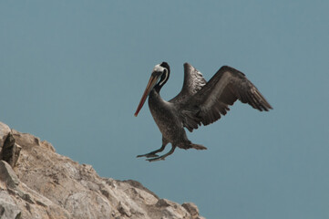 pelican in flight