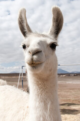 close up of a llama © Daniel
