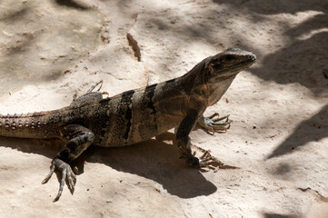 lizard on the rock