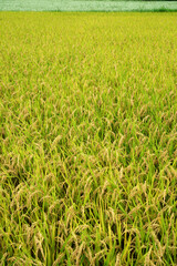 黄金色の稲田と白の花咲くソバ畑