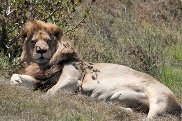 lion in the grass