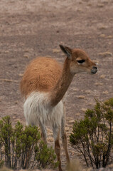 llama in the wild