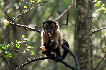 monkey sitting on a tree
